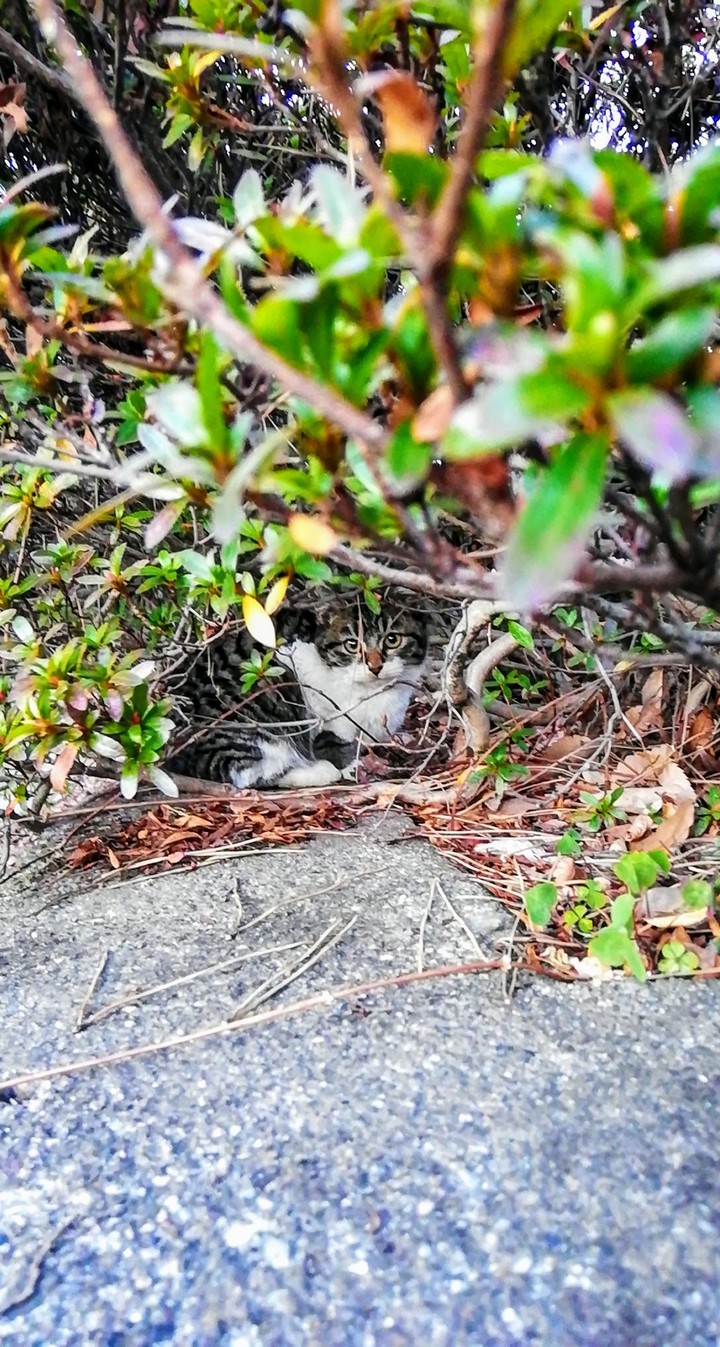猫