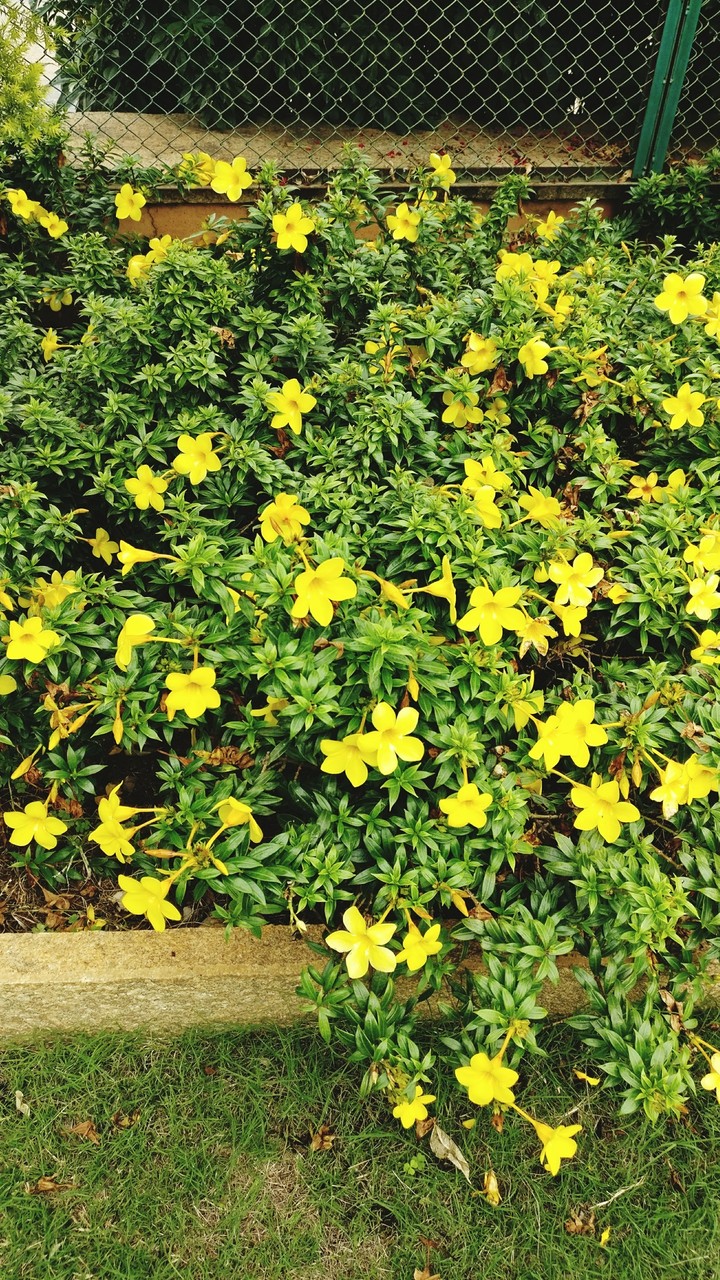 flowers