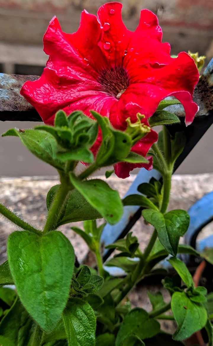RED FLOWER
