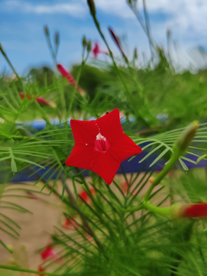 flower
