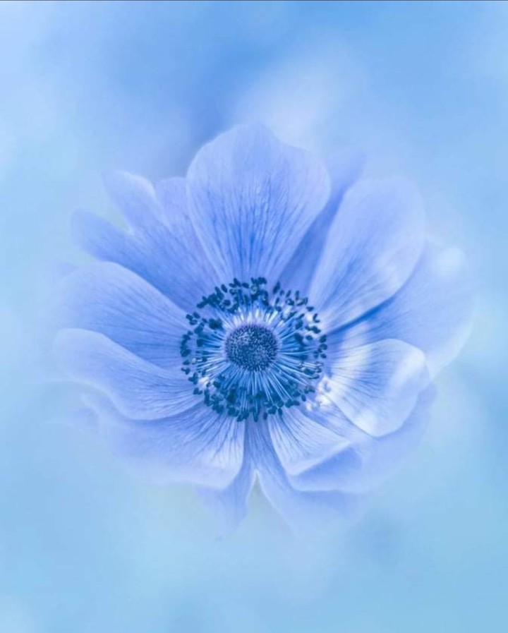 Blossom