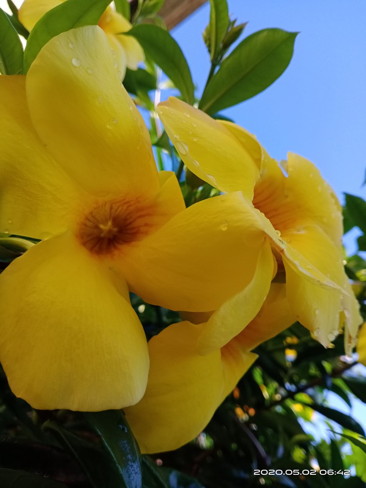 yellowlove