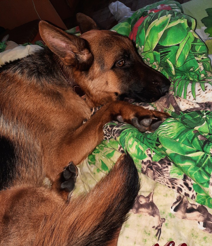 German shepherd Gray