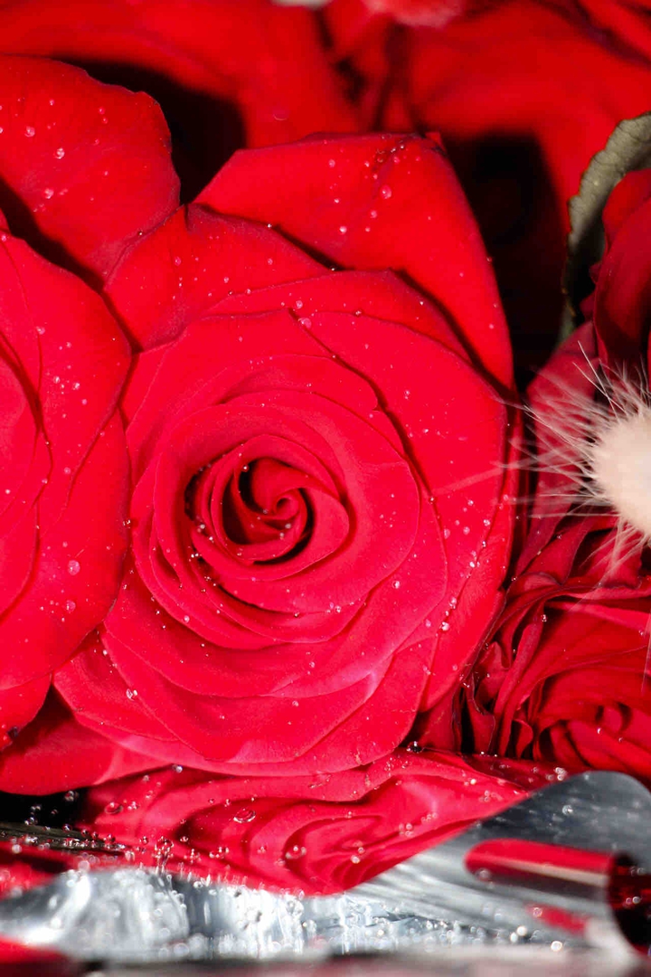 rose