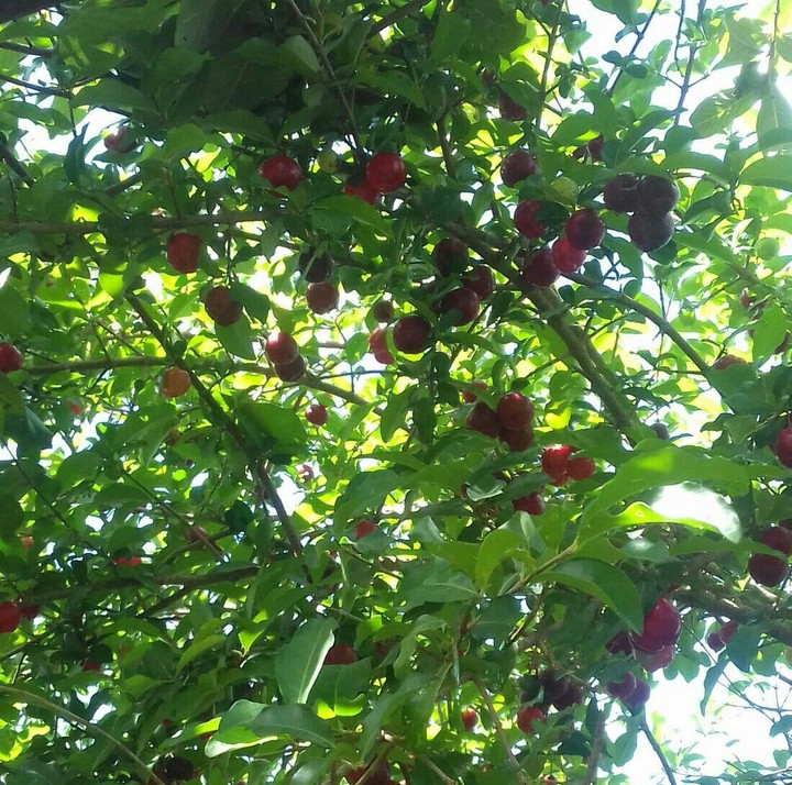 acerola