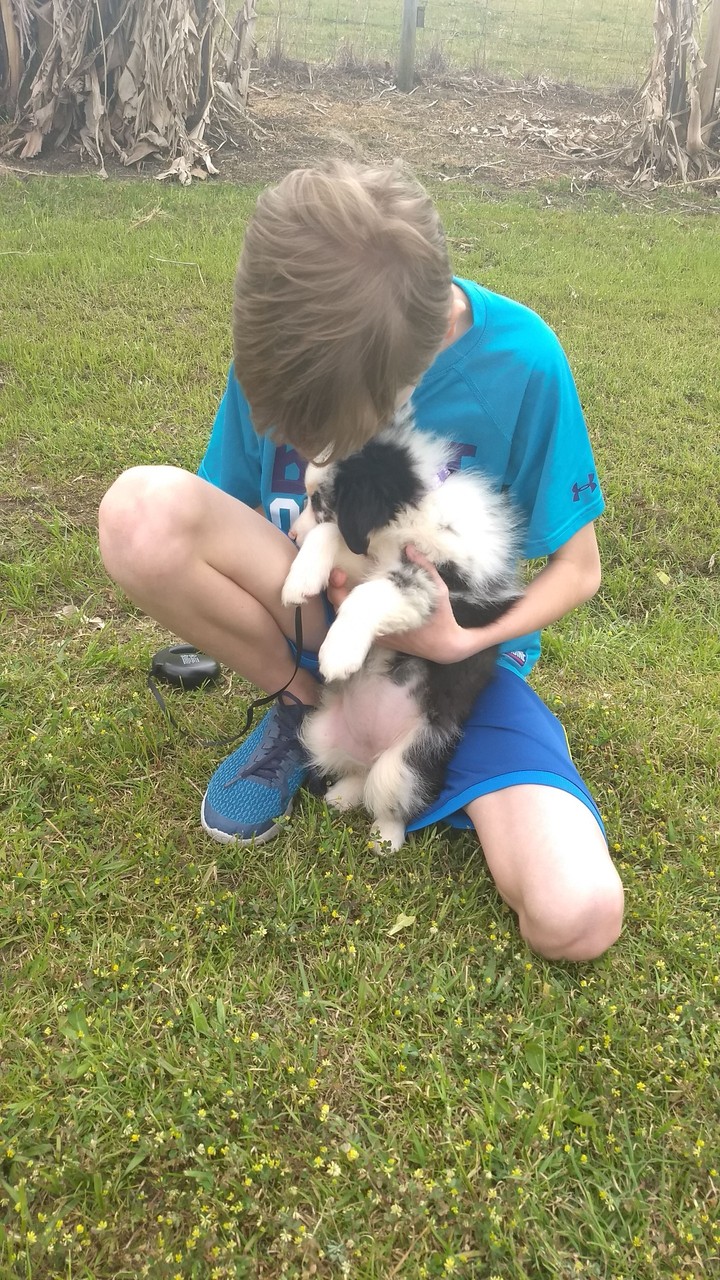 puppy