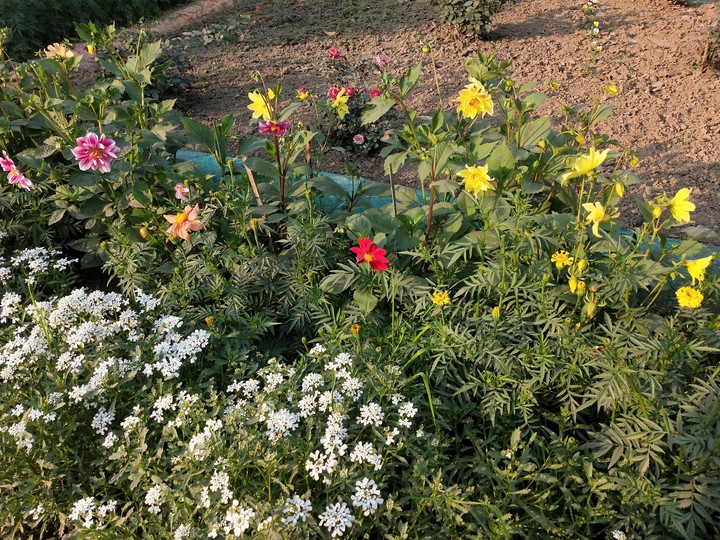 beautiful ?? gardening ?????????☘️