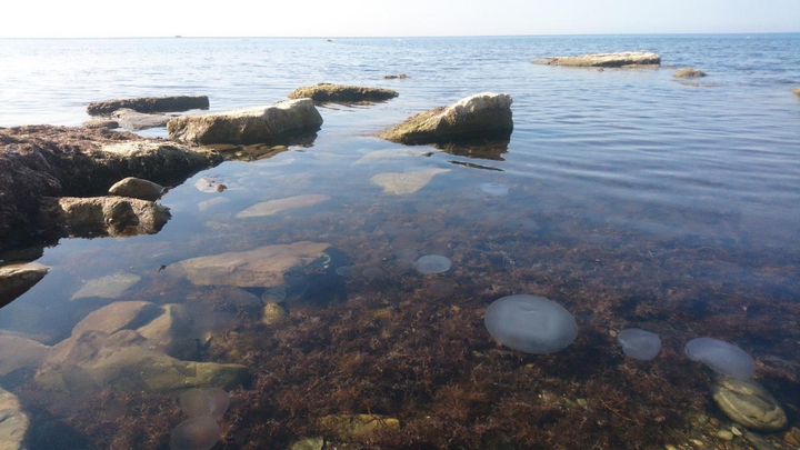 sea jellyfish