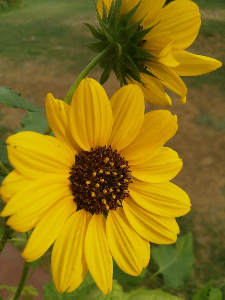 yellow flowers