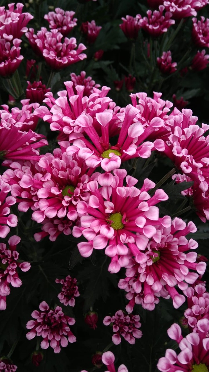 Pink Flowers