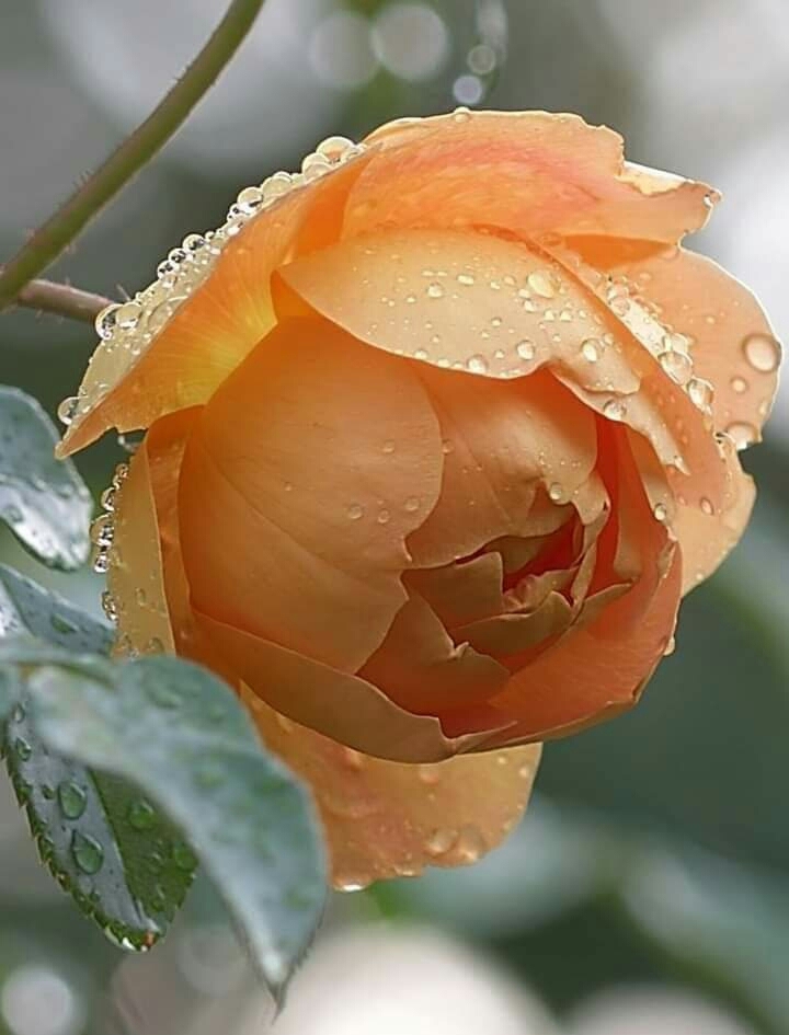 orange beauty
