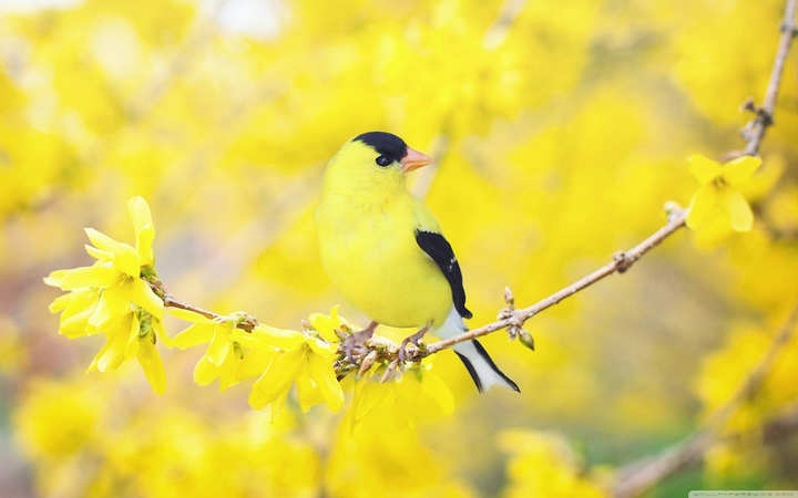 A bird on the tree branch