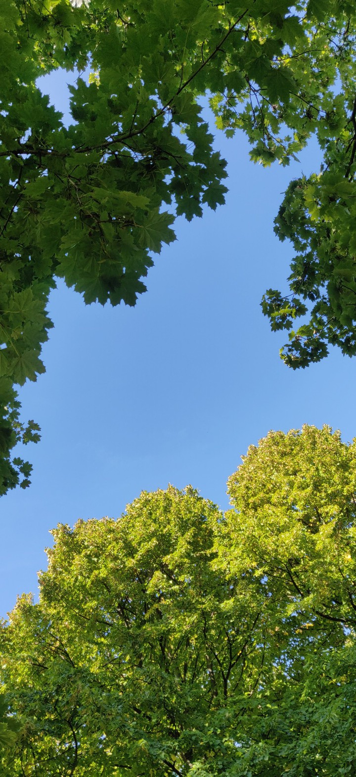 alberi