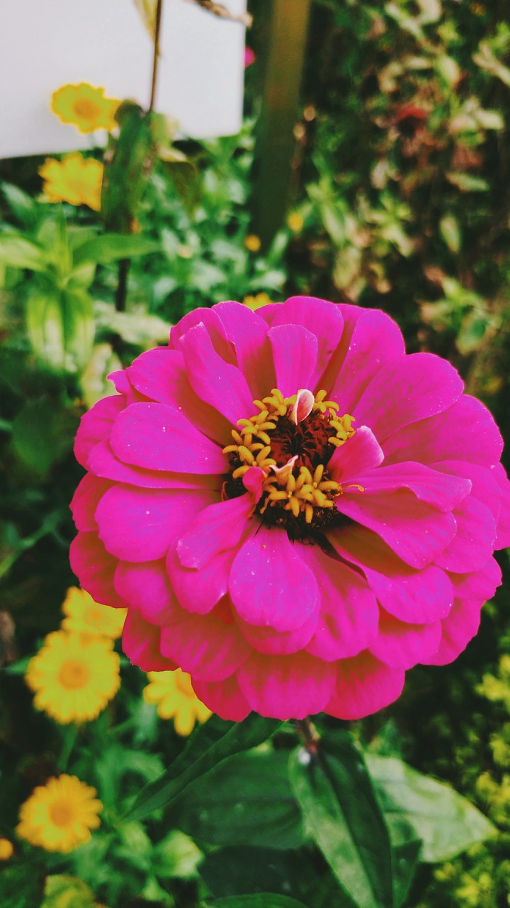 flower