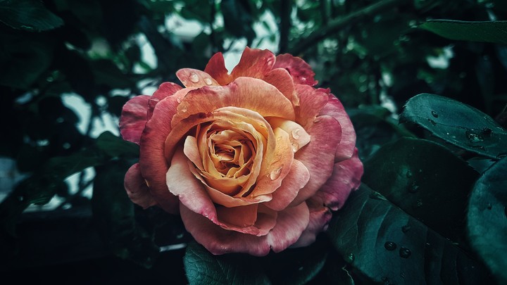 Rose