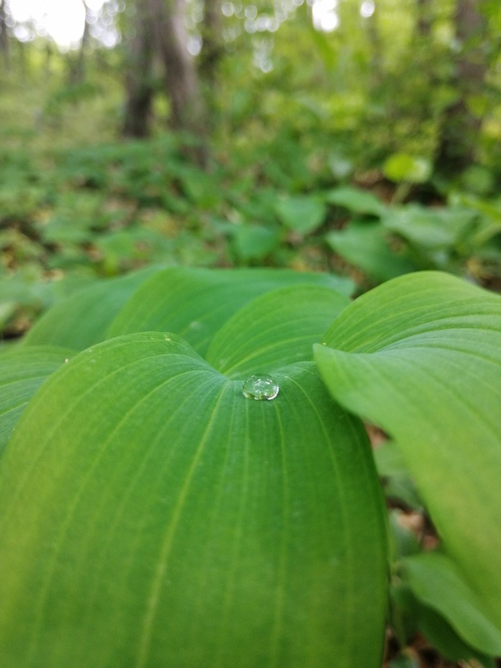 A Drop
