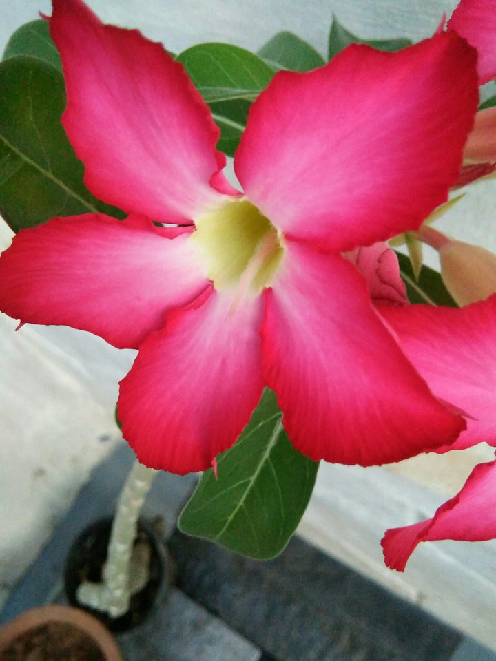 pink