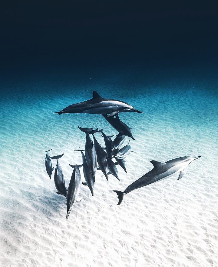 dolphins❤️