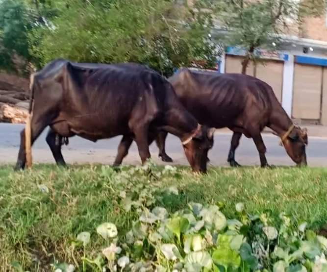 buffalo