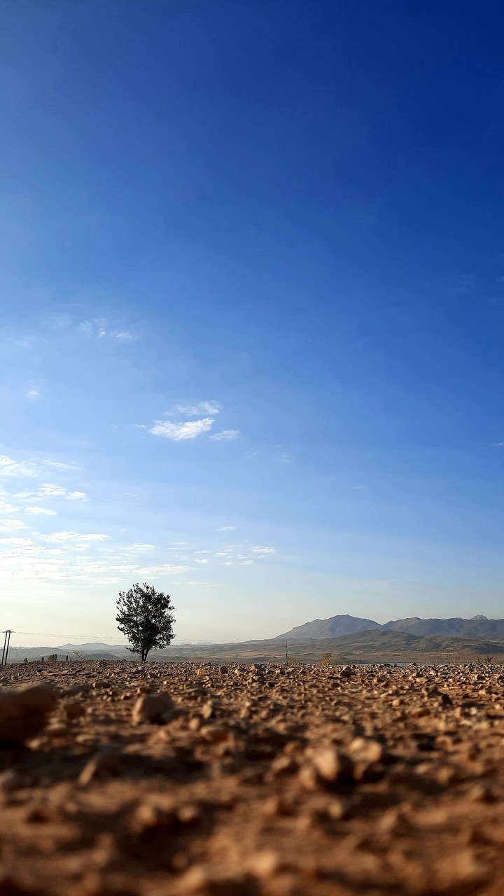 alone tree