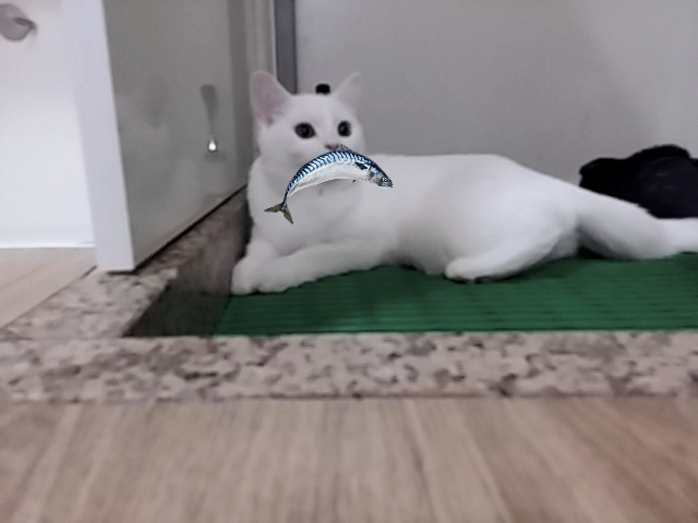 꽁치 잡았다!