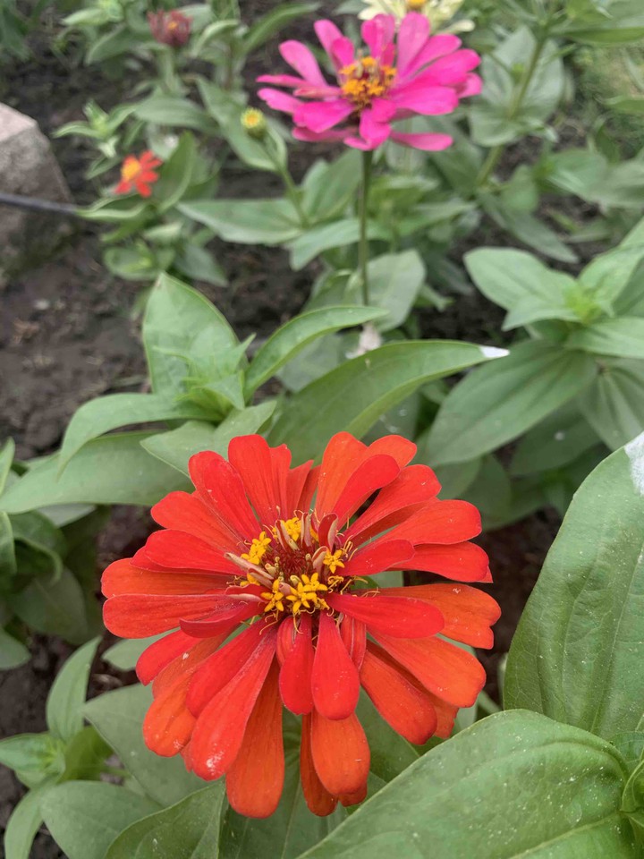 flowers