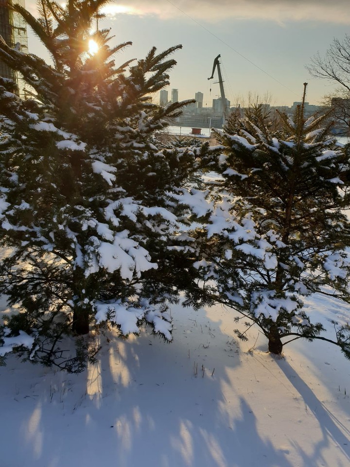Snowy trees