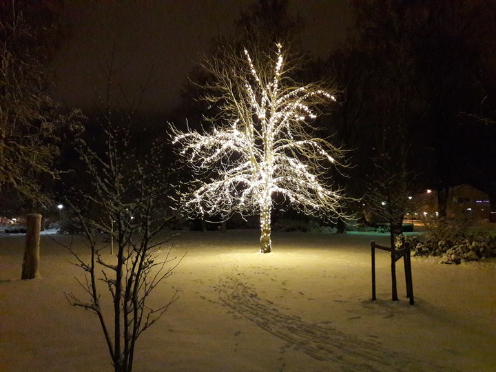 Light tree