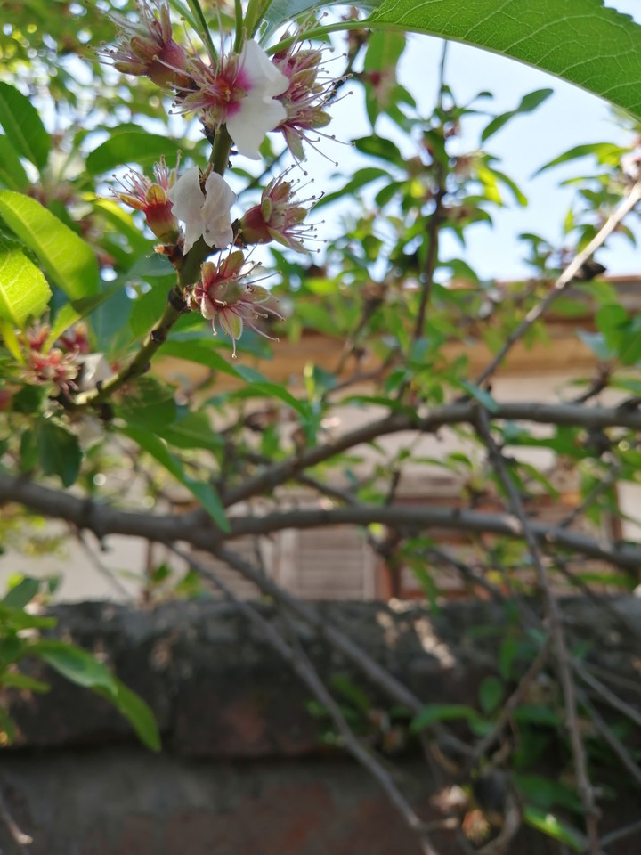 flor almendro
