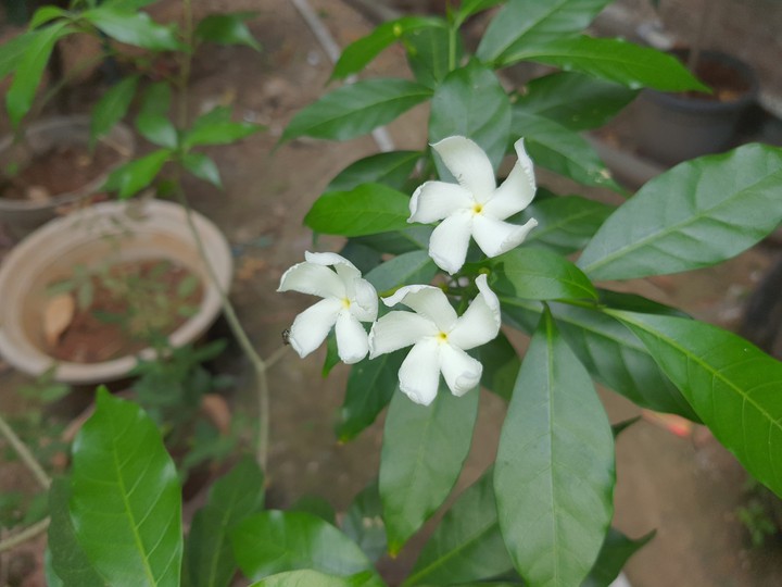 Flowers