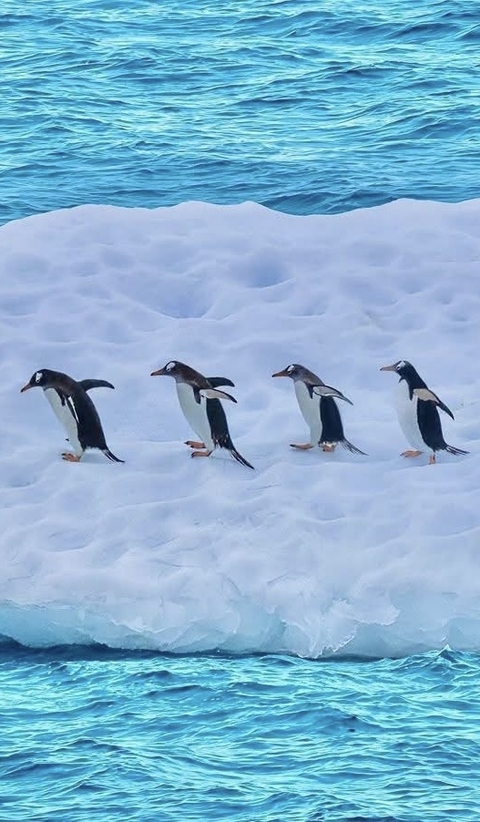 Penguins