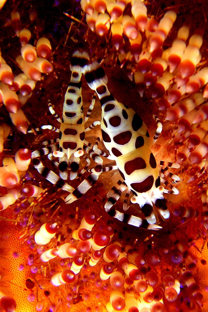 Animal
