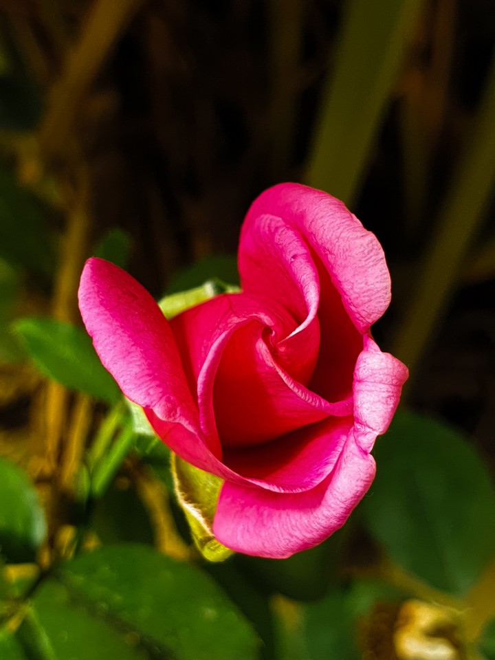 rose