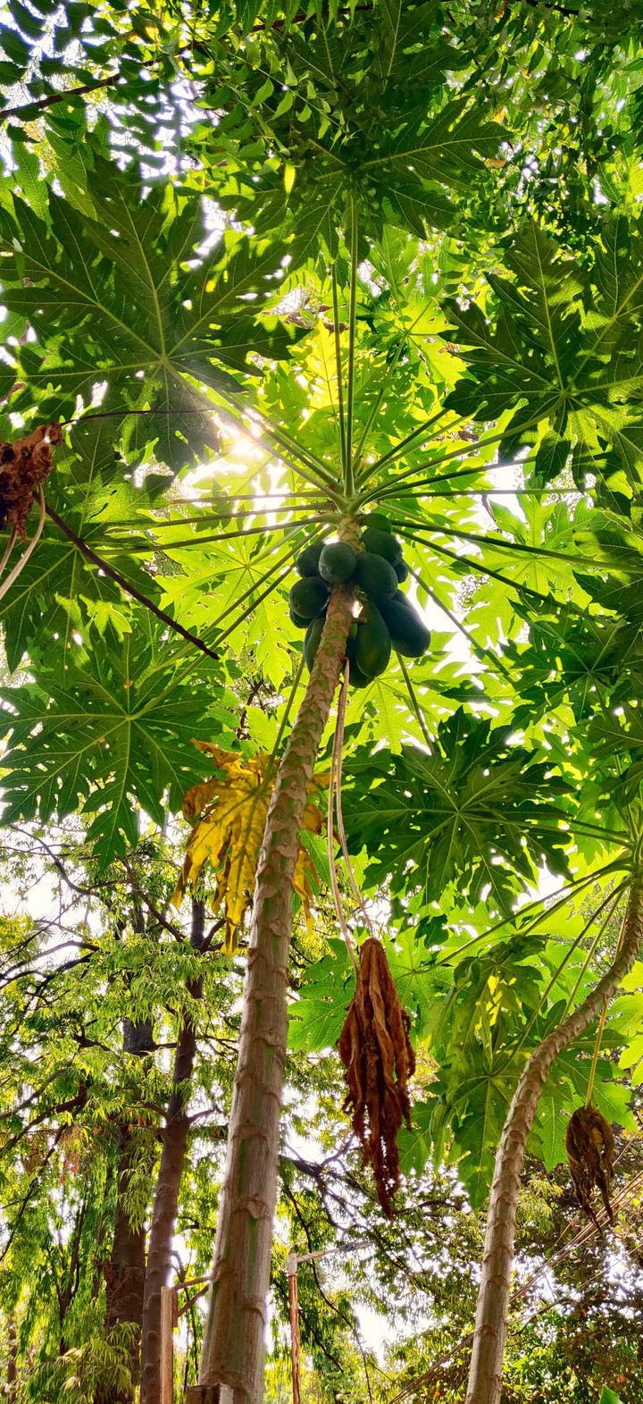 papaya tree