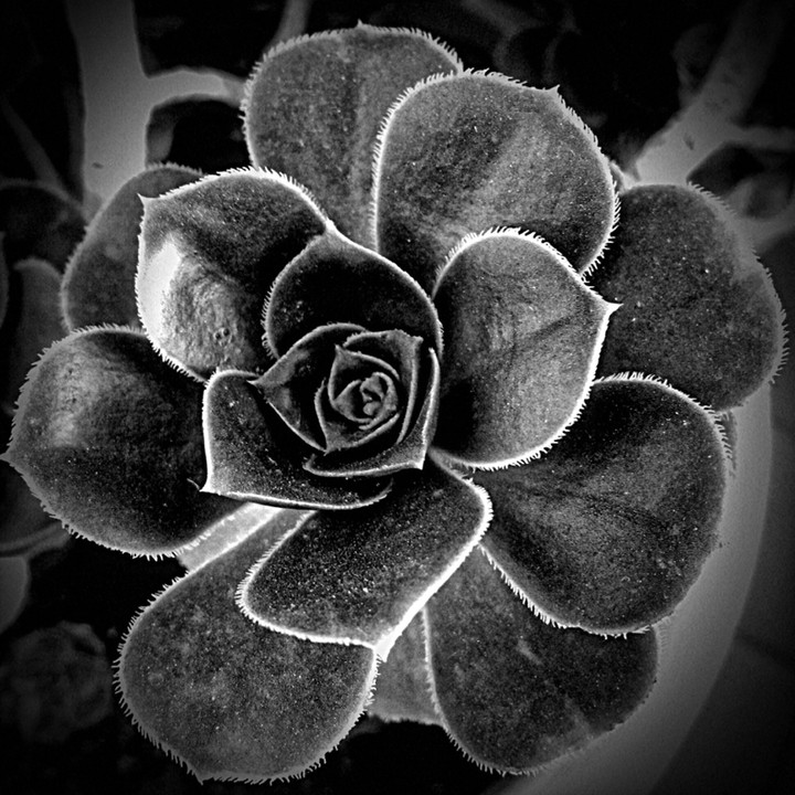 Plant like a flower