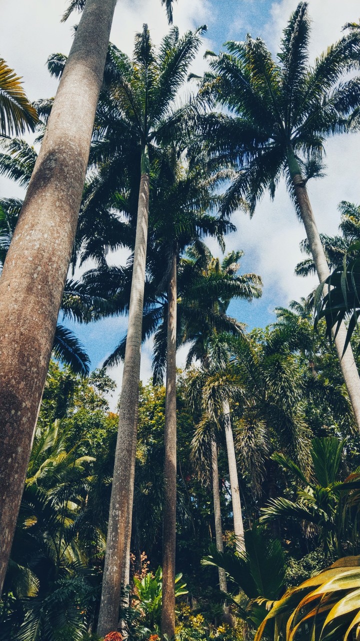 Palms