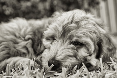 Welcome Marley...