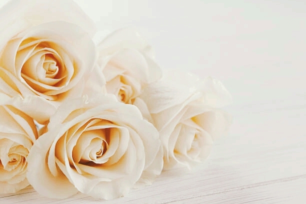 white rose...... :-)