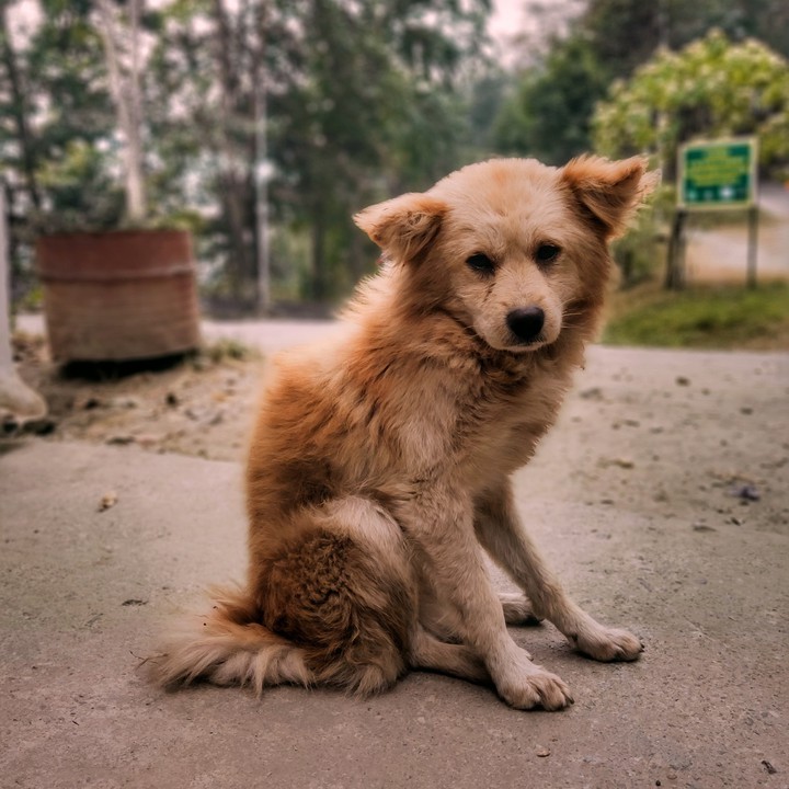 “A dog is the only thing on earth that loves you more than h