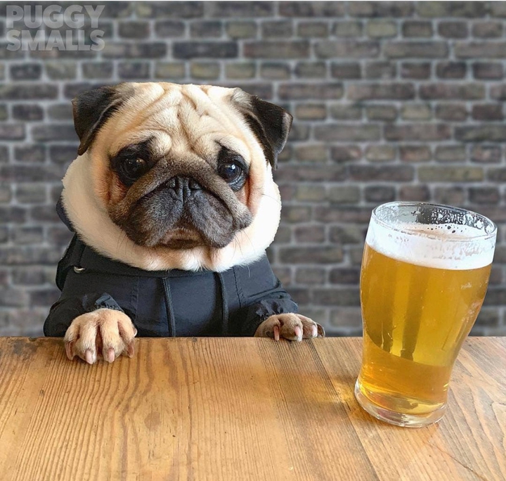dog "-"