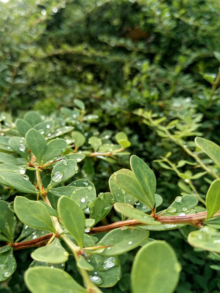 Drops