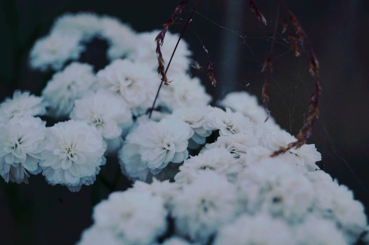 white flowers