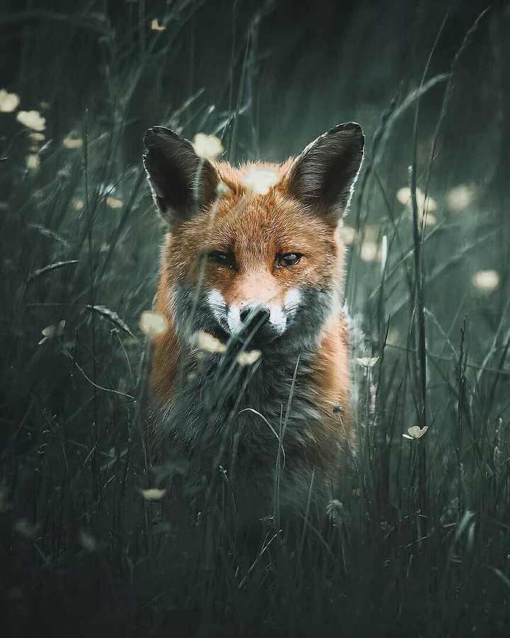 fox