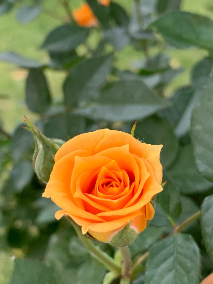 rose