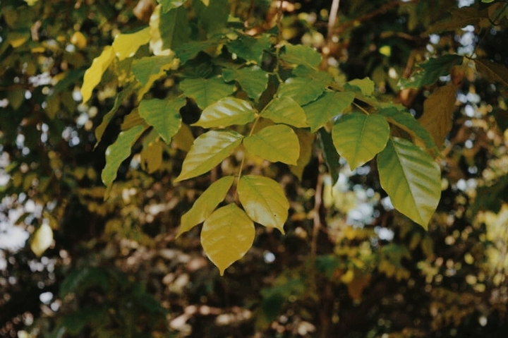 green leaf