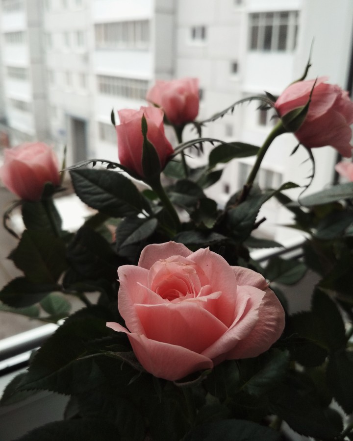 beauty