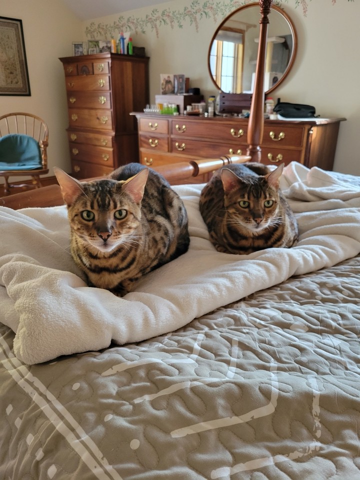 тапети carnivores, Bedroom