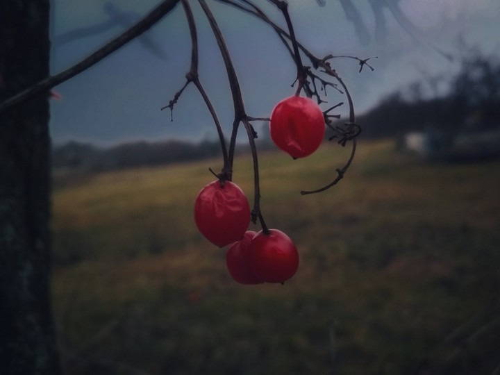 Berry in Autumn