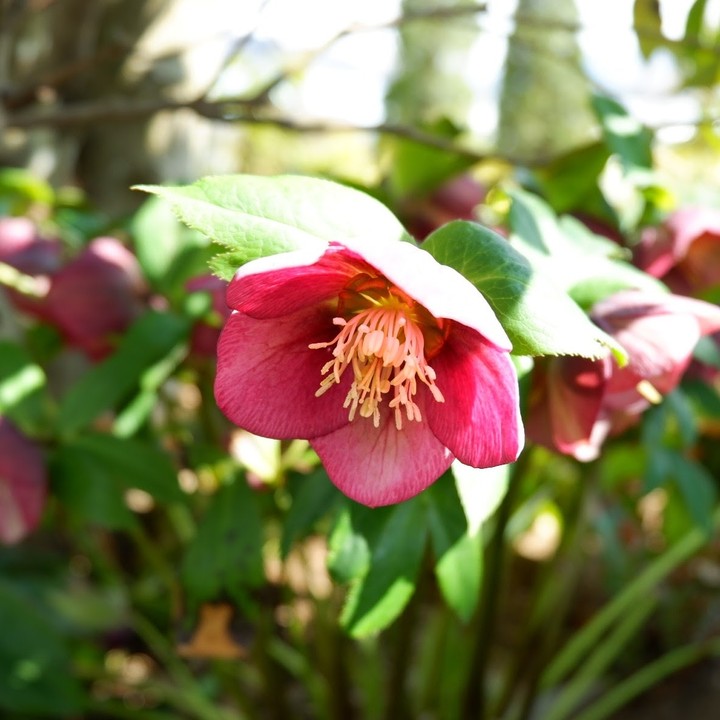 Christmas rose