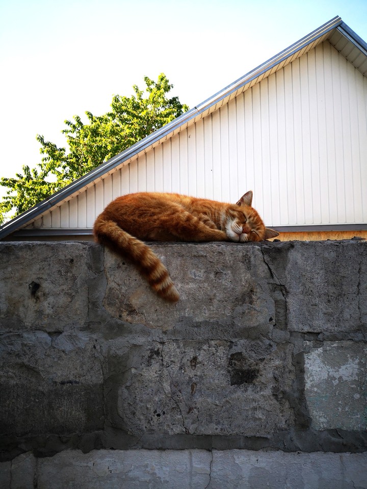 sleeping cat